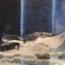 Underside of lake sturgeon, barbels and mouth visible.