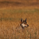 A gray wolf sitting in dried grass.  Only the head and shoulders are visible.