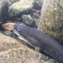 Close up of American eel under water
