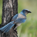 A Florida scrub-jay on a dead snag.