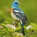 A blue, black, and brown bird is perched on a shrub