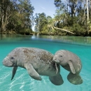 Manatee mother and calf in crystal clear water, split shot inside and outside of the water
