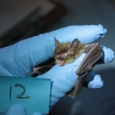 hand with blue glove holding a northern long-eared bat identified as bat number 12