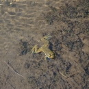 oregon spotted frog in water