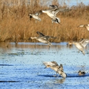 Waterfowl taking flight in a wetland