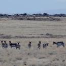 pronghorn herd in sagebrush ecosystem