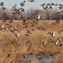 Mallards take flight over open wetland.