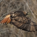 Raptor, brown with a red tail, in flight with brown winter landscape in the background.