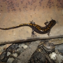 Adult Santa Cruz long-toes salamander 
