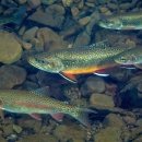 Seven Brook Trout fish swimming in water with rocks underneath them 