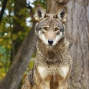 Captive wolf stands on rock with trees in background.