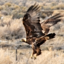 Golden Eagle flies low over sagebrush steppe of Wyoming.