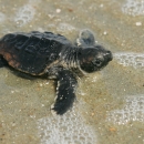 Loggerhead sea turtle hatchling in shallow surf heading to the ocean at Cape Romain NWR
