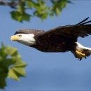 Image of an adult bald eagle. 