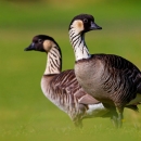 Two geese stand in grass.