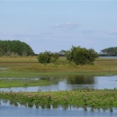 Salt Water Marsh in Chincoteague NWR