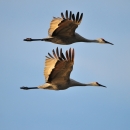 Two large-winged grayish birds fly, one directly over the other.