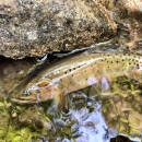 Trout in shallow cobbled brook.