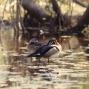 Male and female wood ducks in pond at Santee NWR