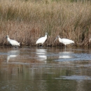 Four Wood storks in shallow impoundment at E.F.H. ACE Basin NWR