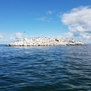 A white, rocky island is centered in the image, with rippled deep blue lake in the foreground and a bright blue sky with puffy clouds above the horizon. A handful of cormorants are perched on or flying above the small island.