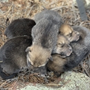 Several Mexican wolf pups lay in a pile .