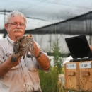A biologist looks over a prairie-chicken after removing it from a carrier box.