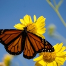 A monarch pollinates a yellow flower