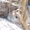 Alabama beach mouse feeding in the sand dunes. 