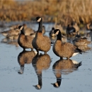 Three Dusky canada geese standing in wetland, facing the left with reflection shown. 