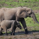 Forest elephant with calf walks through grassy area with mud patches