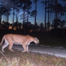 An image of a Florida panther walking at sunset.