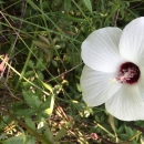 White flower with five petals and a red center. The flower is low to the ground surrounded by grass and other vegetation.