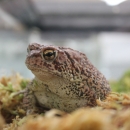 Photo of a captive held Houston Toad in its enclosure staring through the clear plastic walls at the camera