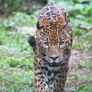 Jaguar walking through grassy area