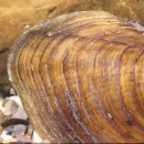 Mussel resting on gravel