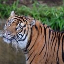 A tiger looks to the side of the camera, with vegetation in the background