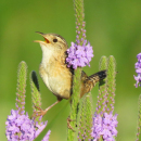 Sedge wren singing on a blooming vervain plant