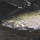 Adult Chinook salmon on a black background