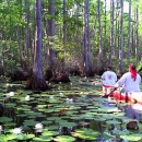 Kayakers navigating a swamp full of trees and lily pads.