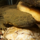 A greenish-brown hellbender faces the screen; white, red and brown rocks are visible beneath the salamander.