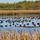 Dozens of geese swim on a lake surrounded by golden grasses