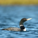 Black and white bird with long neck and yellow bill on the water