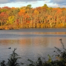 A river with a forest of trees whose leaves are orange, yellow, red and green along the bank