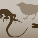 Illustration of species in the animal family