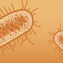 Illustration representing species of the family bacteria