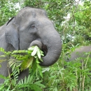 Closeup of female Asian elephant feeding on leaves