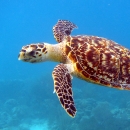A hawksbill sea turtle, showing its distinctive tortoiseshell pattern across head, flippers, and carapace, swims above coral through bright blue water.