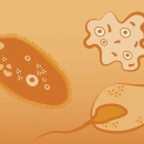Illustration representing species of the family protozoa