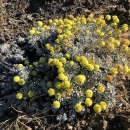 Umtanum desert buckwheat plant with yellow flowers